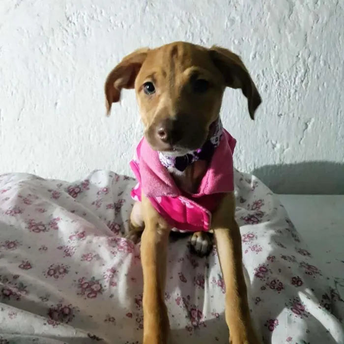 Cachorro ra a SRD-ViraLata idade 2 a 6 meses nome Alesha