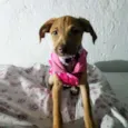 Alesha