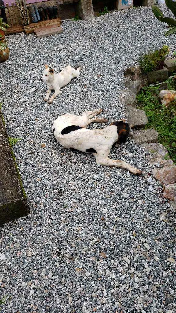 Cachorro ra a Street dog idade 2 a 6 meses nome Crente