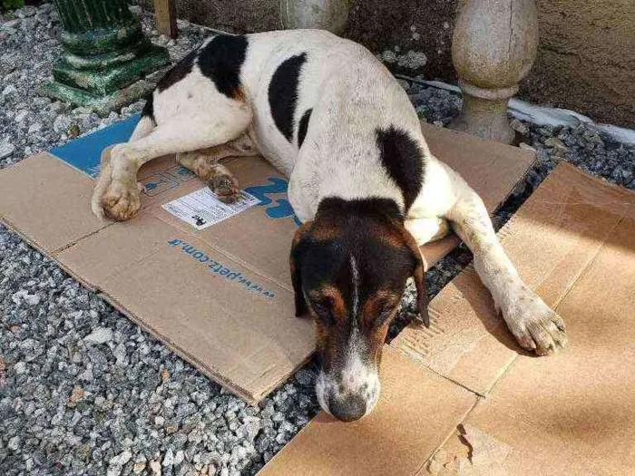 Cachorro ra a Street dog idade 1 ano nome Pastor