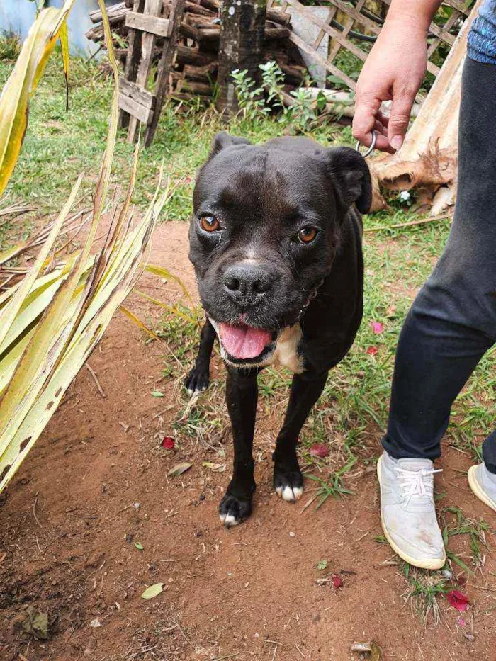 Cachorro raça Boxer idade 3 anos nome DDD 11 98114-1002 