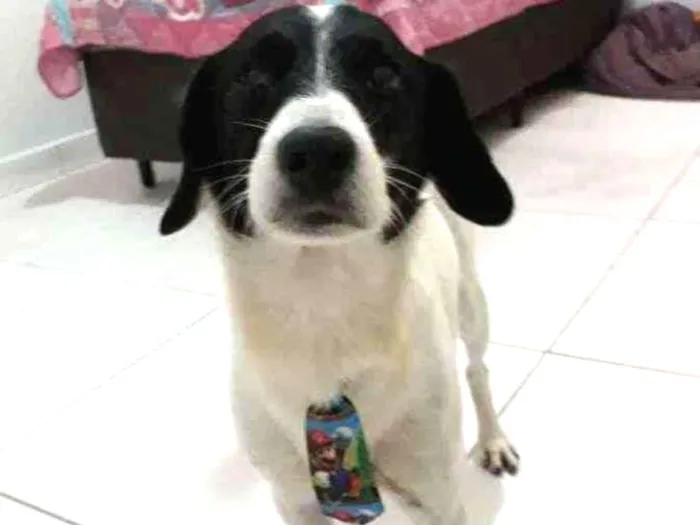 Cachorro ra a Vira-lata idade 3 anos nome Bob