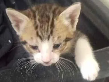 Gato ra a siames idade Abaixo de 2 meses nome Filhotes