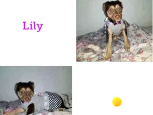 Cachorro raça SRD-ViraLata idade 2 a 6 meses nome Lilly