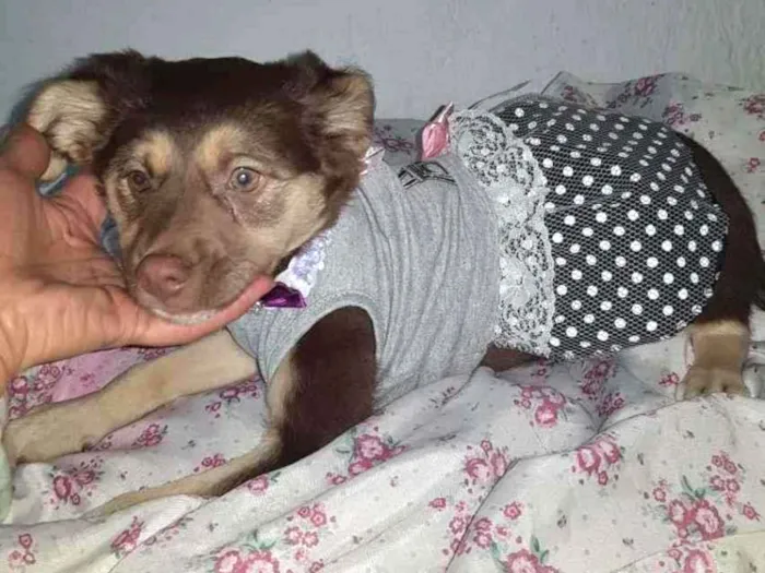 Cachorro ra a SRD-ViraLata idade 2 a 6 meses nome Lilly