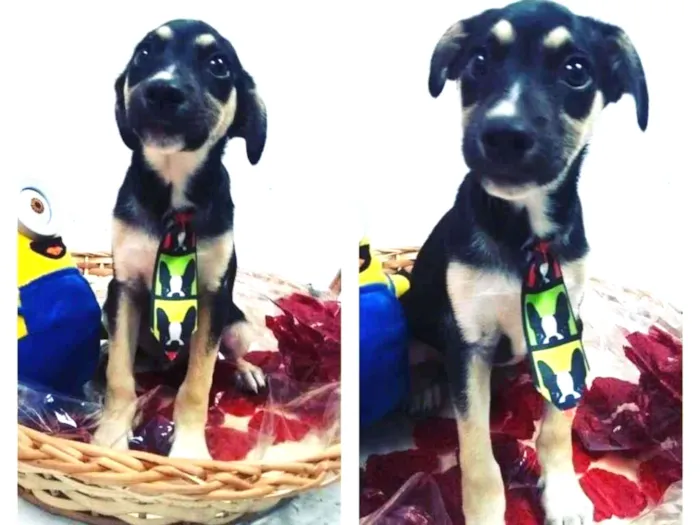 Cachorro ra a SRD-ViraLata idade 2 a 6 meses nome Cookie