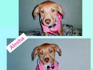 Cachorro raça SRD-ViraLata idade 2 a 6 meses nome Alesha