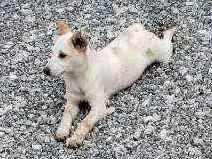 Cachorro raça Street dog idade 2 a 6 meses nome Crente