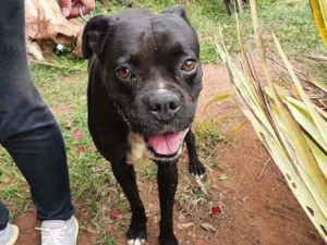 Cachorro raça Boxer idade 3 anos nome DDD 11 98114-1002 