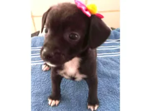 Cachorro raça SRD idade Abaixo de 2 meses nome "Pipoca"