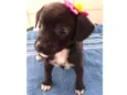 "Pipoca"