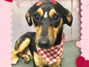 Cachorro raça SRD  idade 7 a 11 meses nome Pietra 