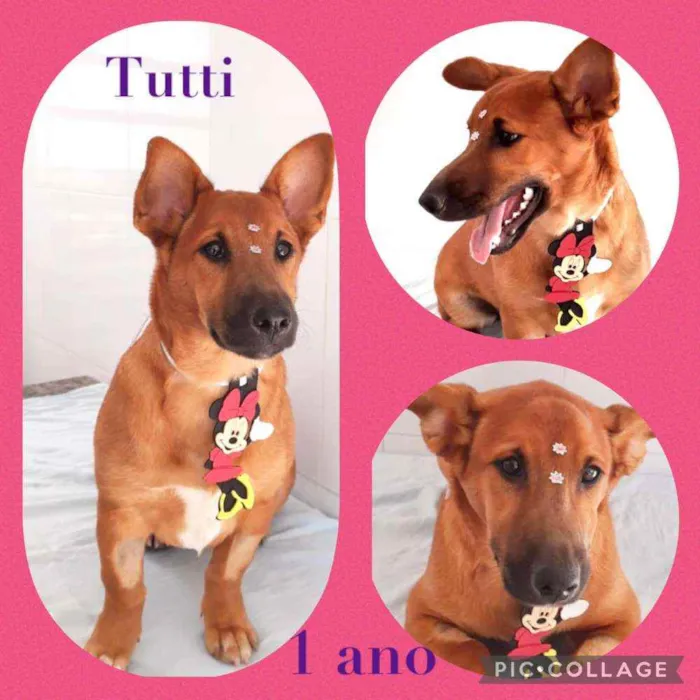 Cachorro raça SRD  idade 1 ano nome Tutti 
