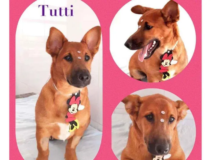 Cachorro raça SRD  idade 1 ano nome Tutti 