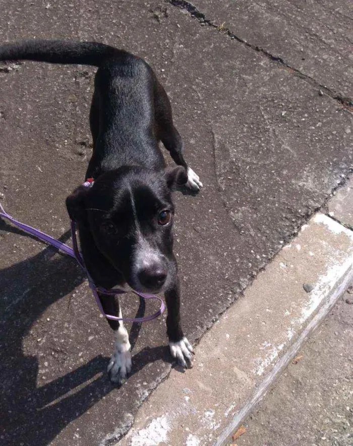 Cachorro raça Srd idade 7 a 11 meses nome Anali