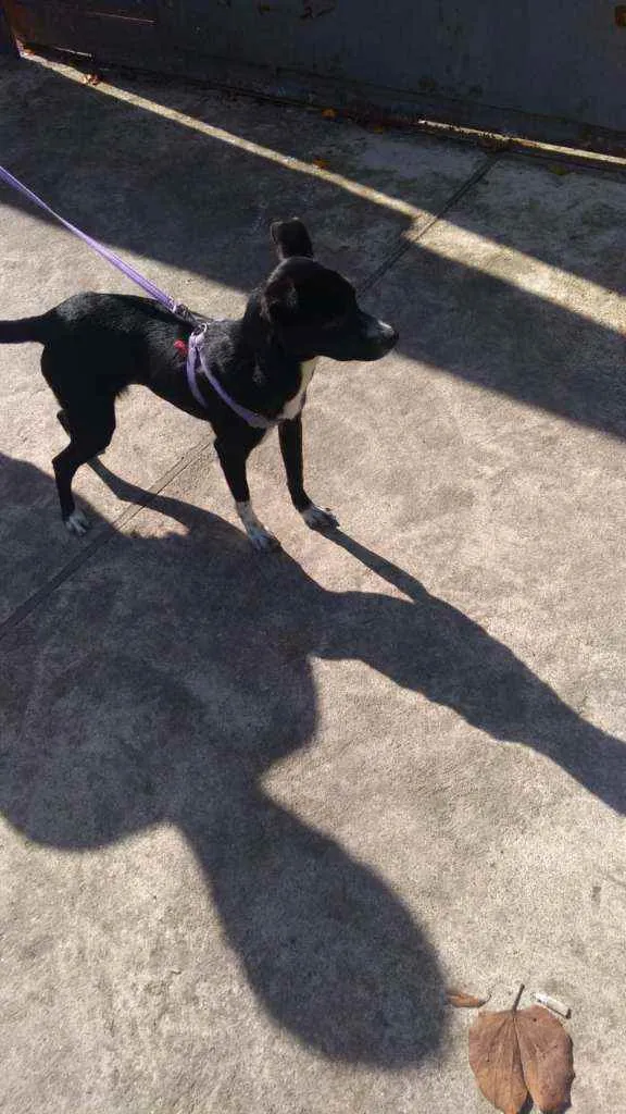 Cachorro raça Srd idade 7 a 11 meses nome Anali