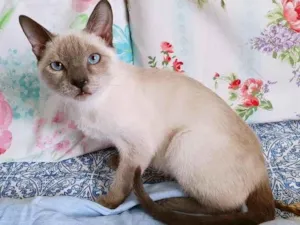 Gato raça SRD-ViraLata idade 2 a 6 meses nome APRENDIZ