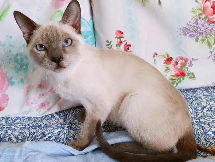 Gato raça SRD-ViraLata idade 2 a 6 meses nome APRENDIZ