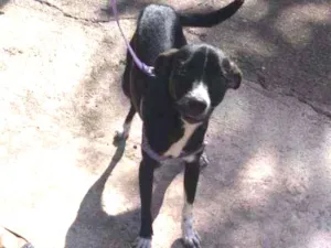 Cachorro raça Srd idade 7 a 11 meses nome Anali