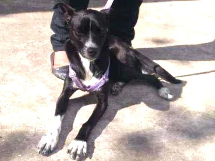 Cachorro raça Srd idade 7 a 11 meses nome Anali