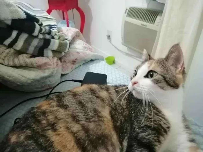 Gato raça SRD idade 1 ano nome Vera