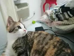 Gato raça SRD idade 1 ano nome Vera