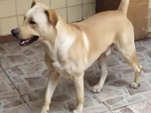 Cachorro raça Labrador idade 2 anos nome Votan