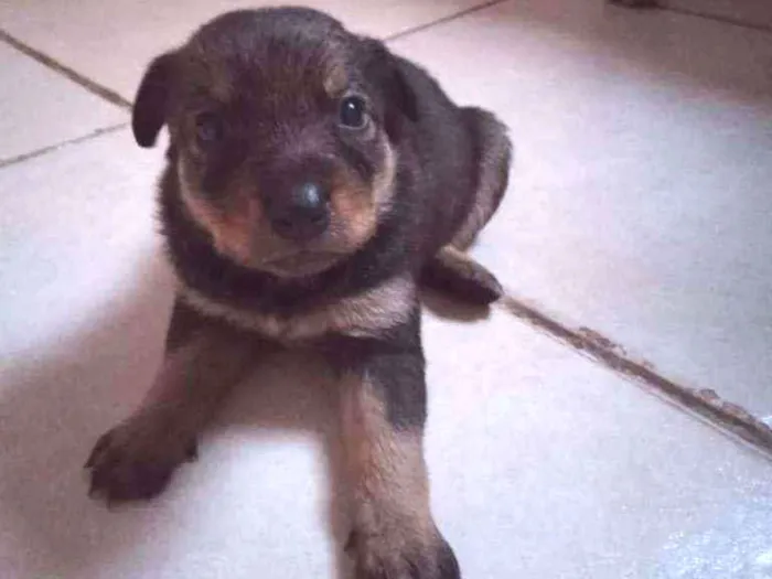 Cachorro ra a Vira-lata idade Abaixo de 2 meses nome Nao tem nome ainda