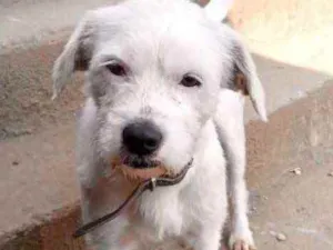 Cachorro raça Srd idade 7 a 11 meses nome Neve um fofo 