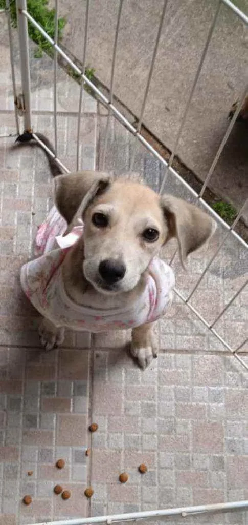Cachorro ra a Srd idade 2 a 6 meses nome July