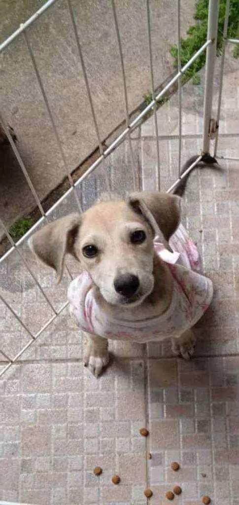 Cachorro ra a Srd idade 2 a 6 meses nome July