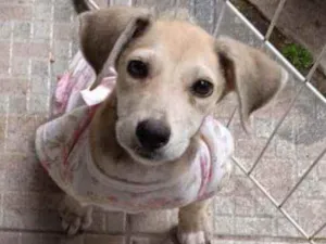 Cachorro raça Srd idade 2 a 6 meses nome July