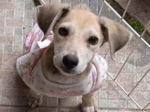 Cachorro ra a Srd idade 2 a 6 meses nome July