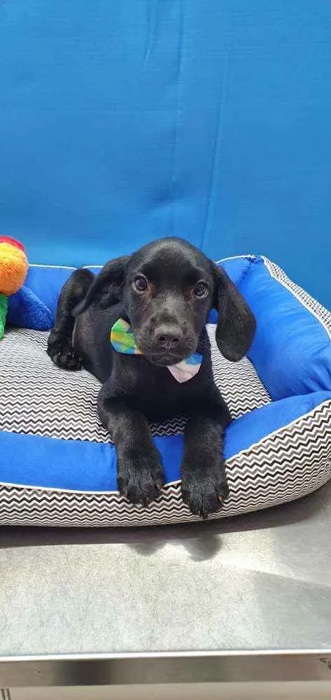 Cachorro ra a SRD  idade 2 a 6 meses nome THOR