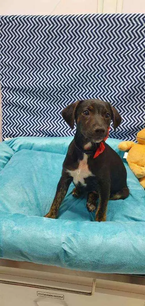 Cachorro ra a SRD idade 2 a 6 meses nome ASTOR
