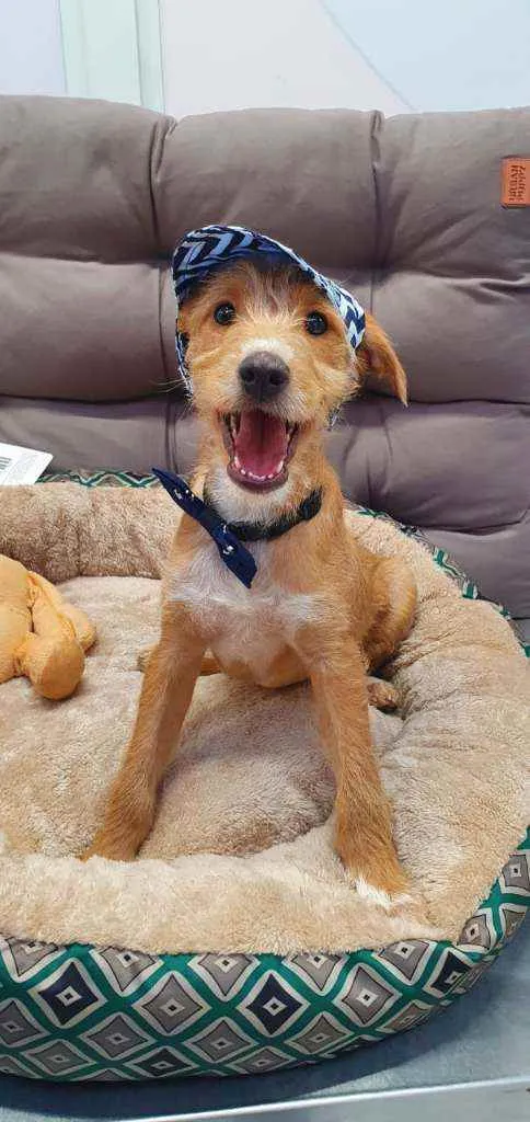 Cachorro ra a SRD idade 2 a 6 meses nome PAÇOCA 
