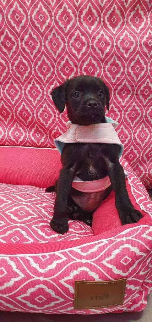 Cachorro ra a SRD idade 2 a 6 meses nome GUCCI