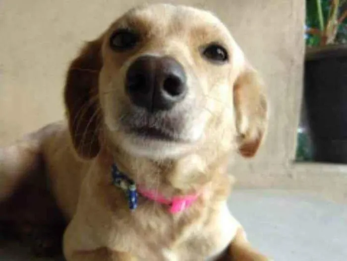 Cachorro ra a SRD idade 2 anos nome Luna
