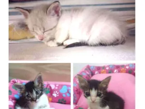Gato raça SRD idade Abaixo de 2 meses nome Ana, Luna e Fígaro