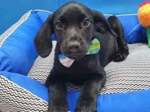 Cachorro raça SRD  idade 2 a 6 meses nome THOR