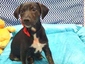 Cachorro raça SRD idade 2 a 6 meses nome ASTOR