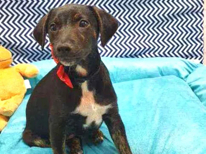 Cachorro ra a SRD idade 2 a 6 meses nome ASTOR