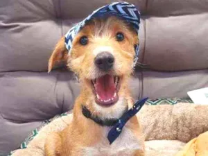 Cachorro raça SRD idade 2 a 6 meses nome PAÇOCA 