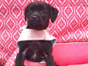 Cachorro raça SRD idade 2 a 6 meses nome GUCCI