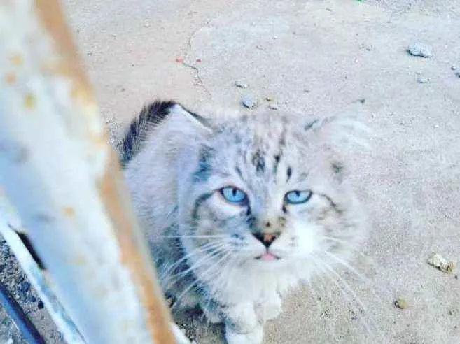 Gato ra a Angora  idade 6 ou mais anos nome Ayko