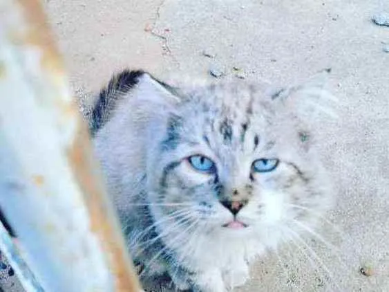 Gato ra a Angora  idade 6 ou mais anos nome Ayko