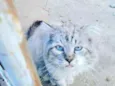 Ayko