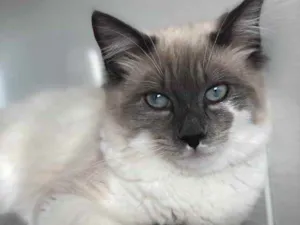 Gato raça RND idade 7 a 11 meses nome Romeo