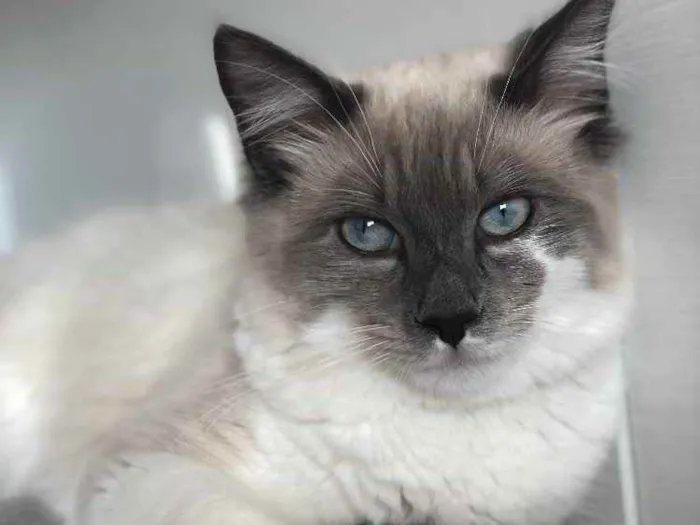 Gato ra a RND idade 7 a 11 meses nome Romeo