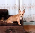 Mel